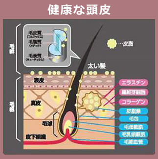 健康な頭皮